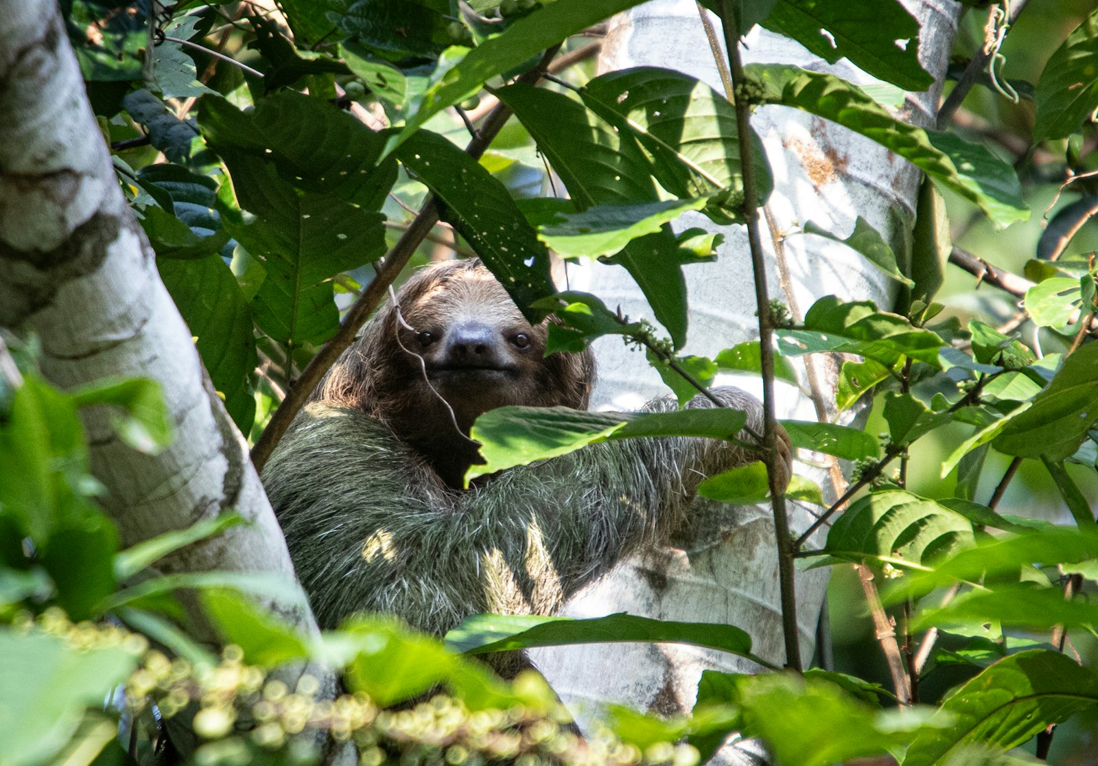 Jaguar Rescue Center