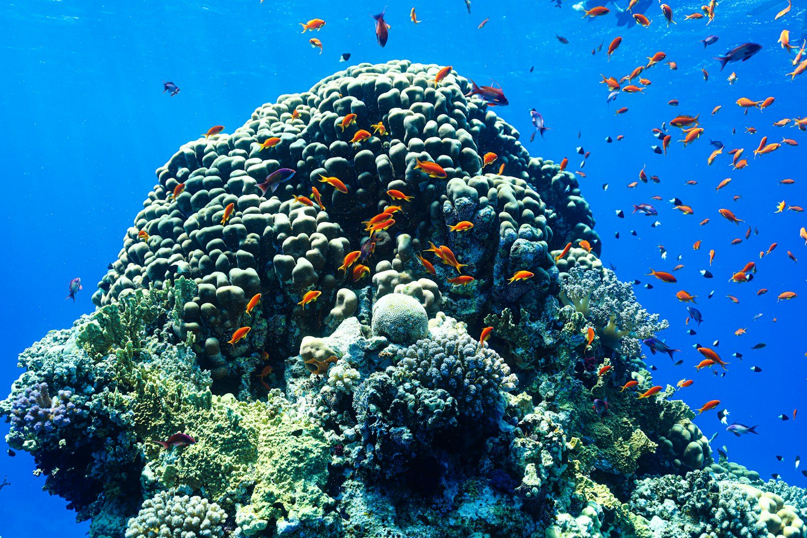 Snorkel en Gandoca-Manzanillo
