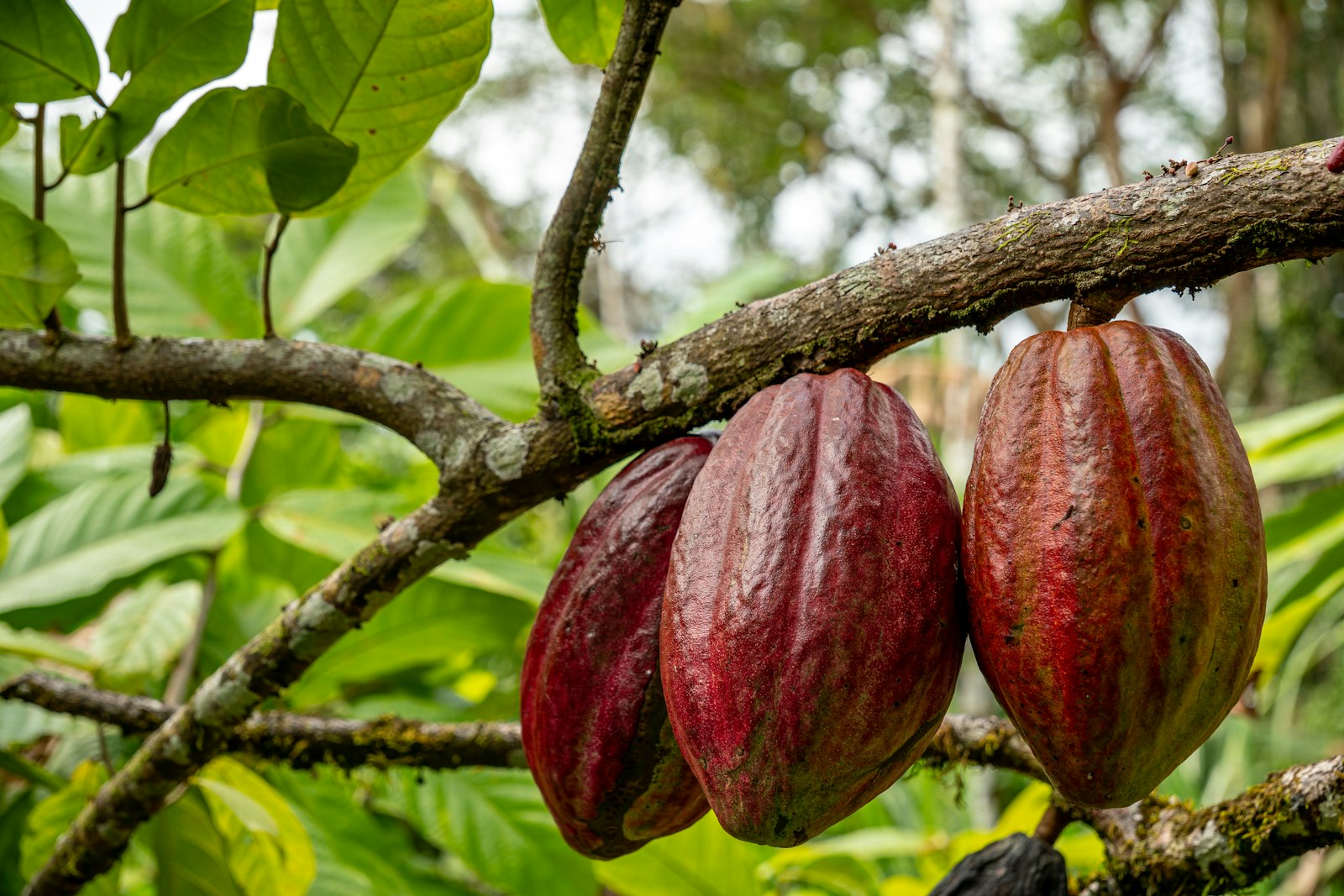 Tour de cacao y chocolate